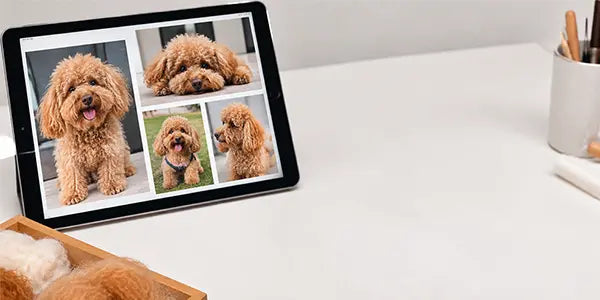 Send Your Pet's Photos